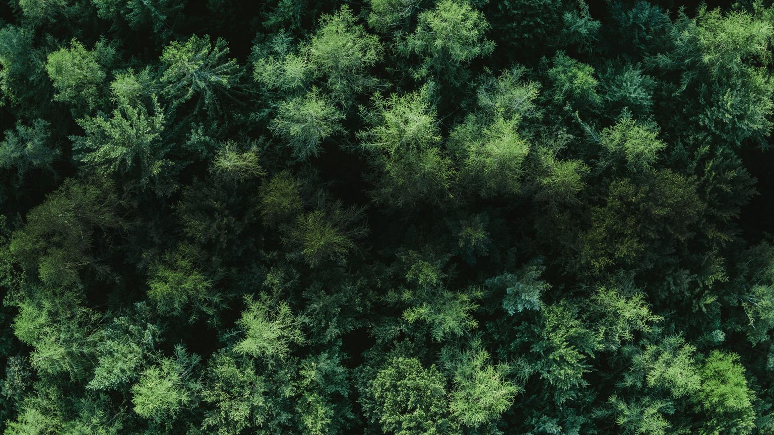 Wald von oben.