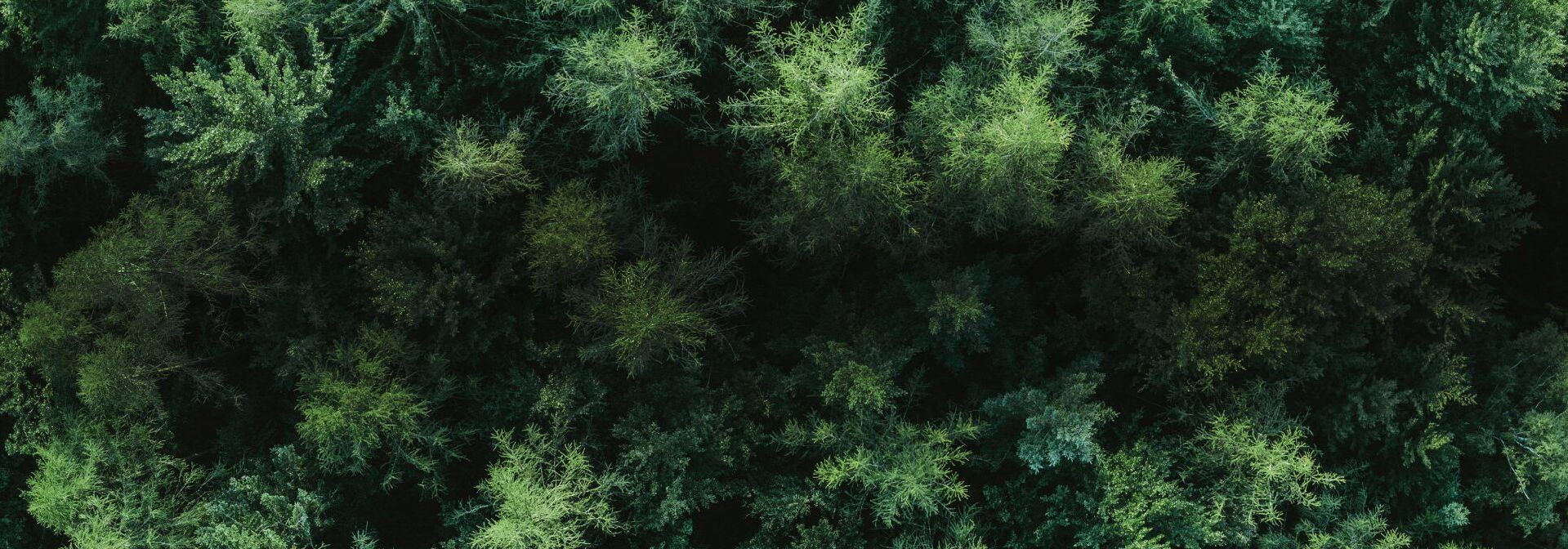 Wald von oben.