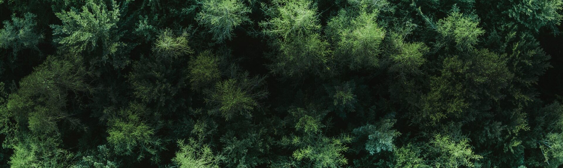 Wald von oben.